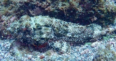 Scorpaena laevis