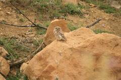 Athene noctua