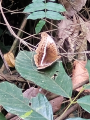 Limenitidinae