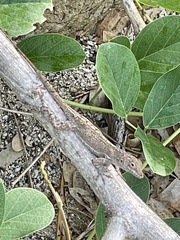 Anolis cristatellus