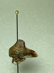 Telamona monticola