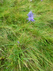 Phyteuma persicifolium