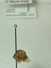 Cyrtolobus fuliginosus