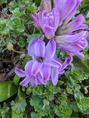Hyacinthus orientalis