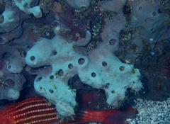 Porifera