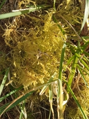 Rhytidiadelphus squarrosus