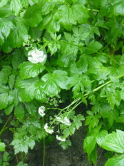 Peucedanum ostruthium