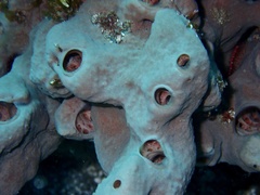 Porifera