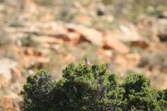 Curruca conspicillata