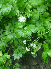 Peucedanum ostruthium