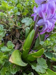 Hyacinthus orientalis