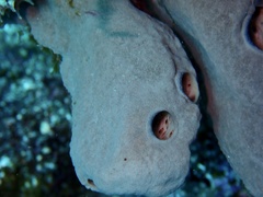 Porifera