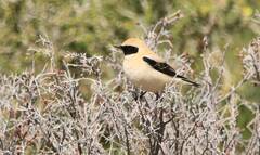 Oenanthe hispanica