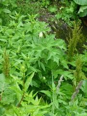 Peucedanum ostruthium