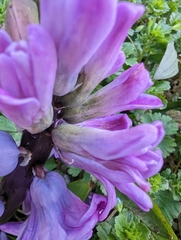 Hyacinthus orientalis