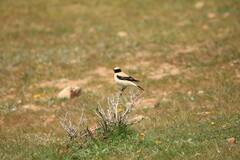 Oenanthe hispanica