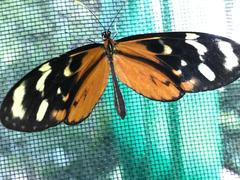 Mechanitis polymnia lycidice