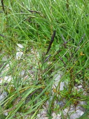 Carex nigra