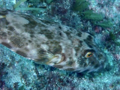 Sphoeroides marmoratus