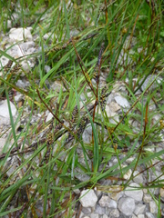 Carex nigra