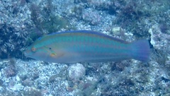 Coris atlantica