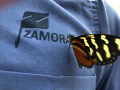 Mechanitis polymnia lycidice