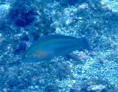 Coris atlantica