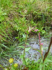 Epilobium nutans