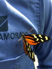 Mechanitis polymnia lycidice