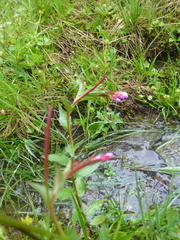 Epilobium nutans