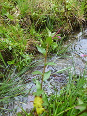 Epilobium nutans