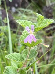 Pelargonium dispar