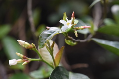 Trachelospermum jasminoides