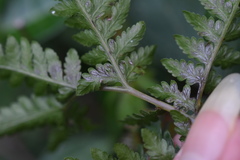 Anisocampium niponicum