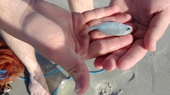 Trachinotus carolinus