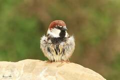 Passer hispaniolensis