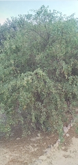 Lycium boerhaviifolium