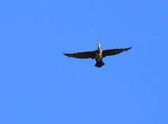 Phalacrocorax carbo