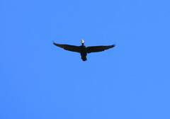 Phalacrocorax carbo