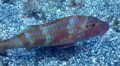 Pseudupeneus prayensis