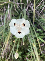 Dietes bicolor