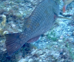 Sparisoma