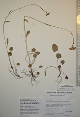 Packera pseudaurea semicordata