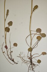 Packera pseudaurea semicordata