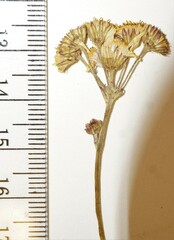 Packera pseudaurea semicordata