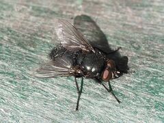 Protophormia terraenovae