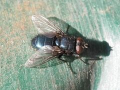 Protophormia terraenovae