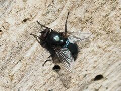 Protophormia terraenovae