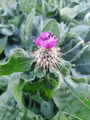 Centaurea seridis