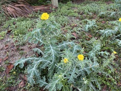 Argemone mexicana